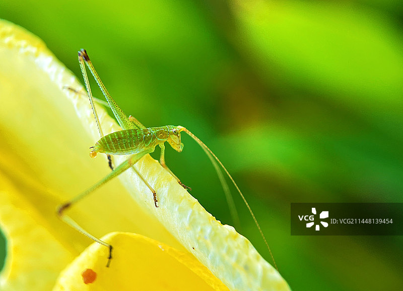 美人蕉上的小蝈蝈图片素材
