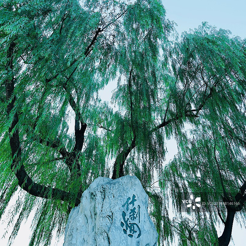 北京什刹海的柳树图片素材