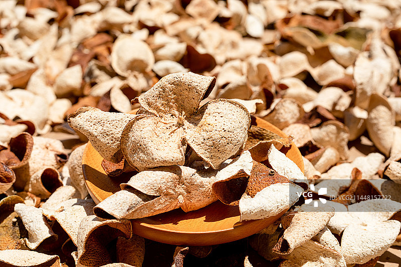 中国广东省江门市新会陈皮干晒过程图片素材