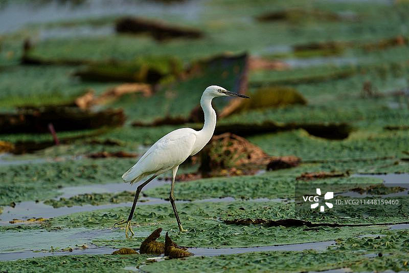 优雅的大白鹭。图片素材