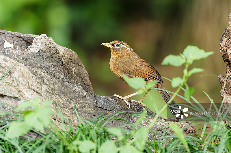 画眉鸟图片素材