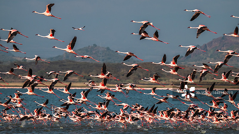 起飞的火烈鸟图片素材