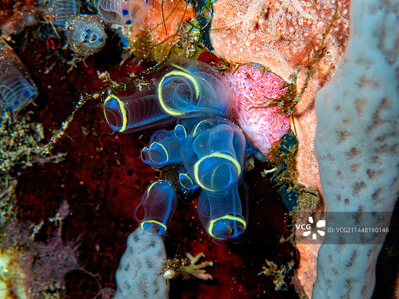 海洋中海鞘的特写镜头图片素材