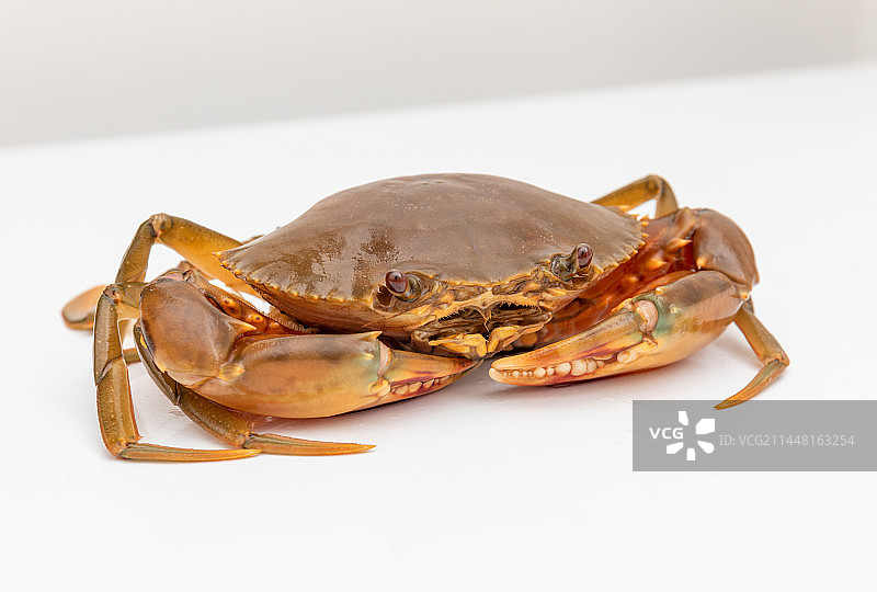 白色背景中的一只鲜活青蟹图片素材