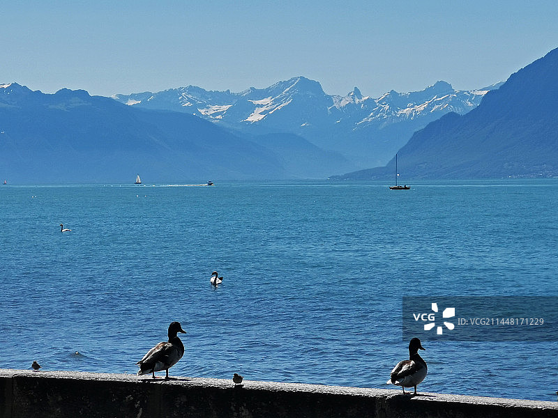 湖光山色（瑞士日内瓦湖）图片素材