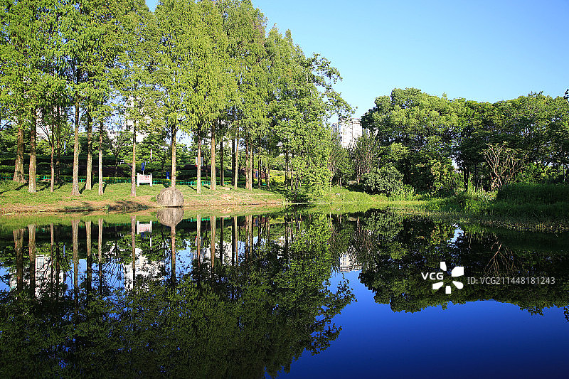 绿树与倒影图片素材