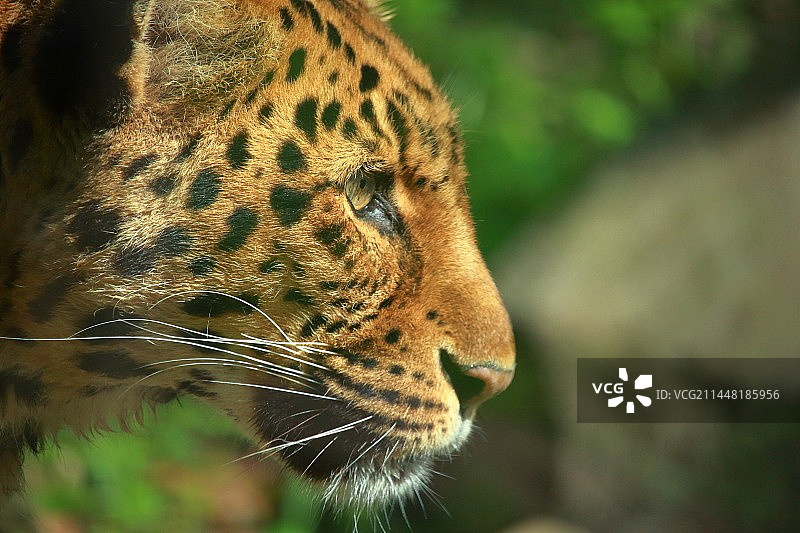 金钱豹侧脸特写图片素材