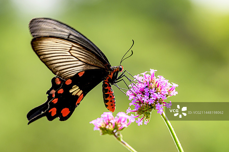 红珠凤蝶图片素材