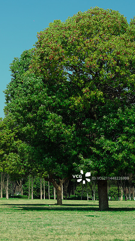 公园里的树顶着天空图片素材