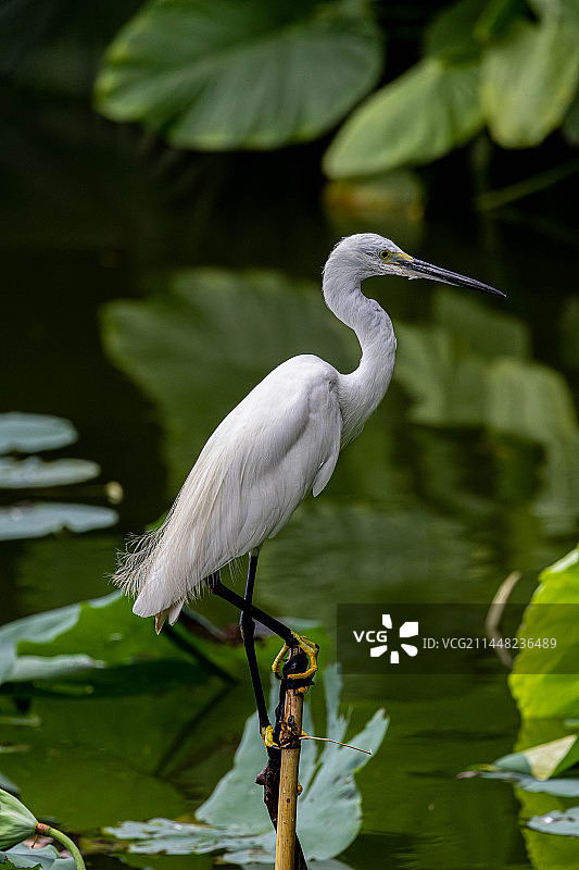 白鹭图片素材