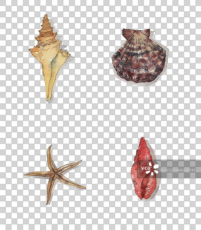 水彩贝壳手绘插画图片素材