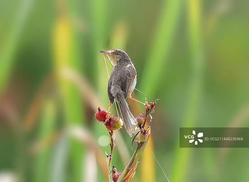 鹪莺衔草图片素材
