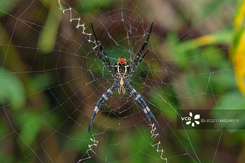 蜘蛛网上的蜘蛛特写图片素材