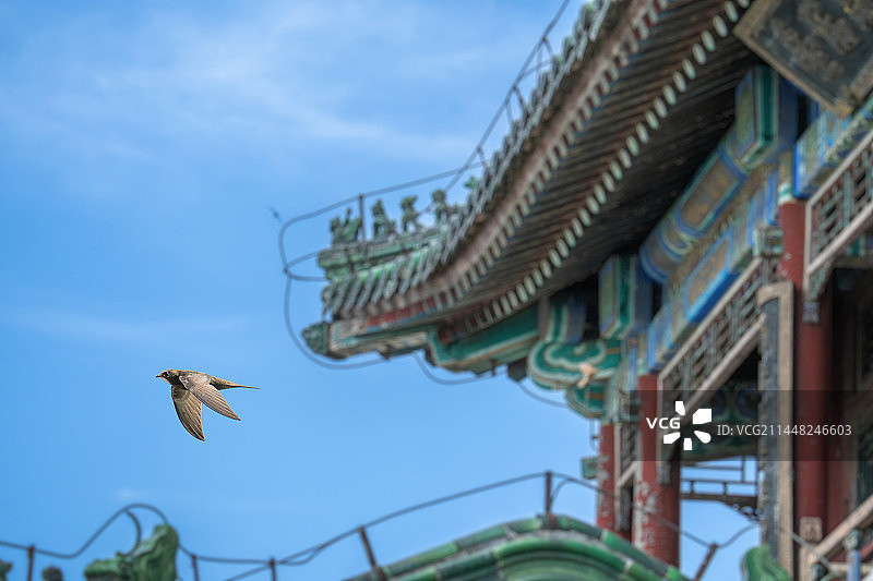 颐和园景明楼的北京雨燕图片素材