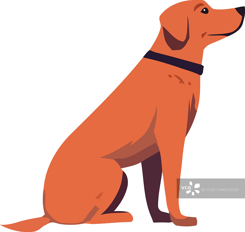 可爱的小狗坐着，忠诚顺从图片素材