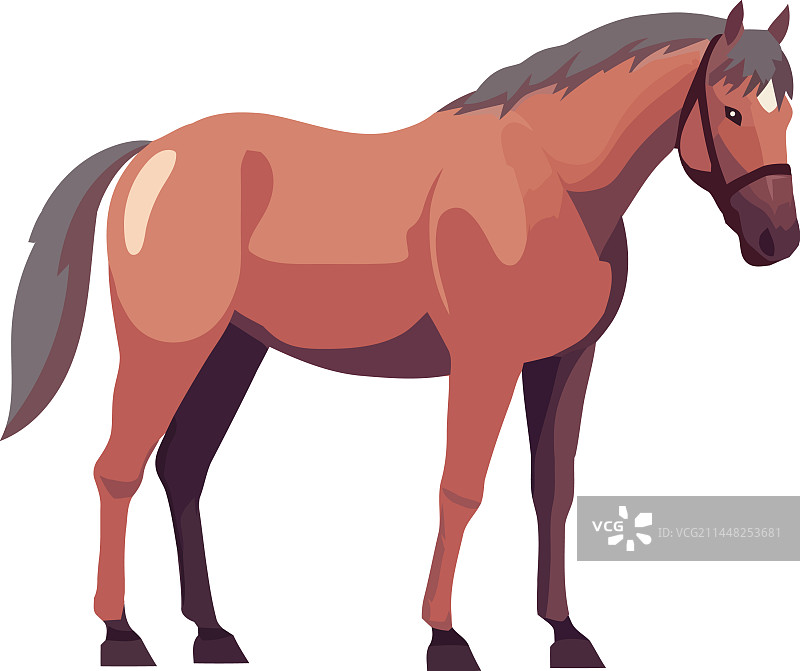 美丽的种马站立，鬃毛和尾巴飘逸图片素材