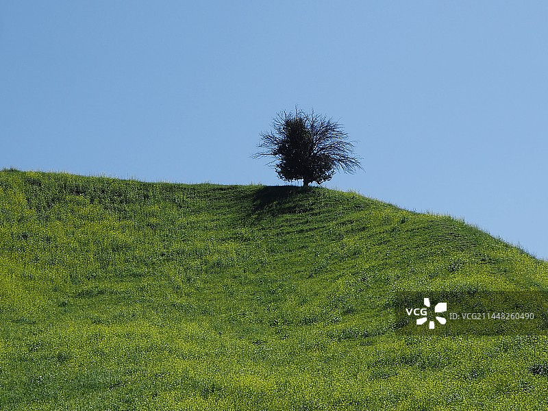 一颗孤独的树图片素材