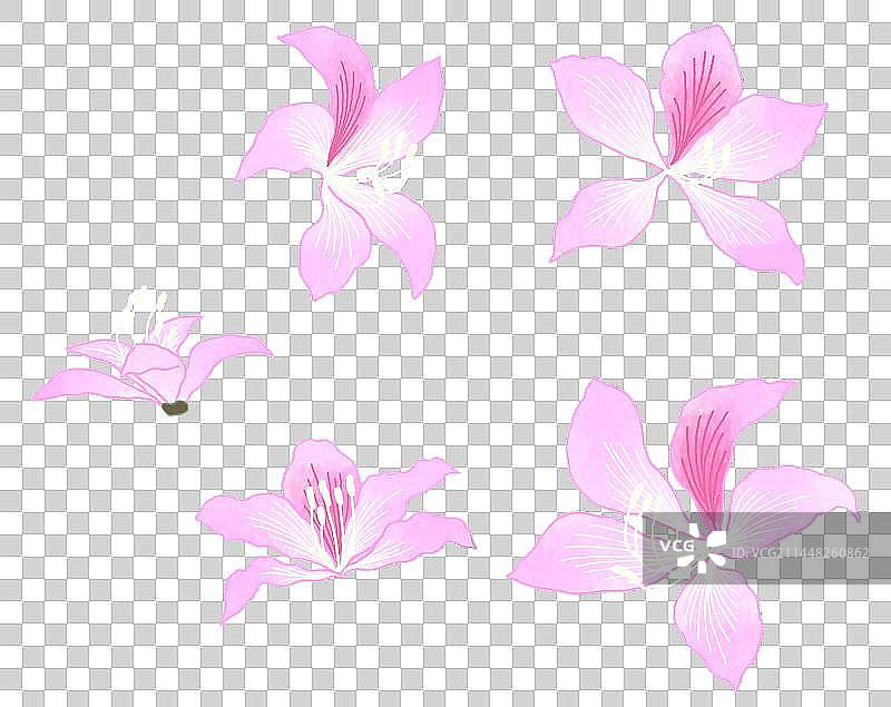 羊蹄甲手绘植物插画图片素材