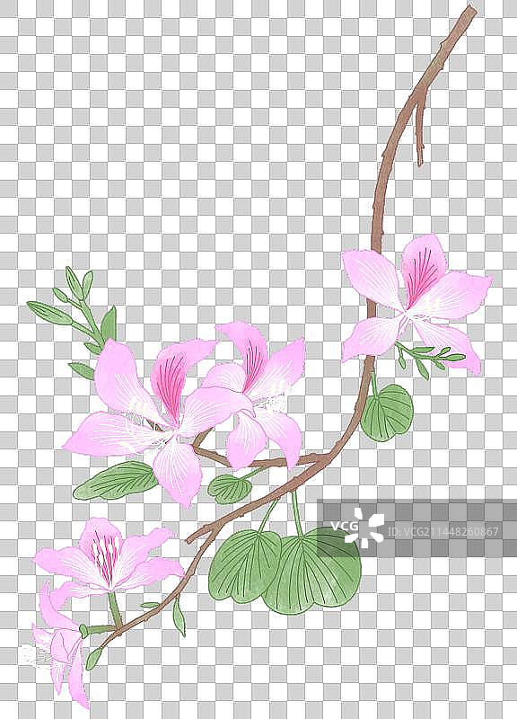 植物羊蹄甲手绘插画图片素材