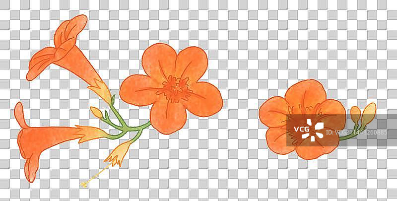 凌霄花植物插画图片素材