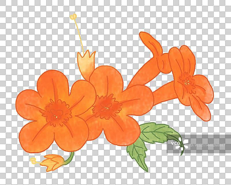 美丽的凌霄花植物手绘插画图片素材
