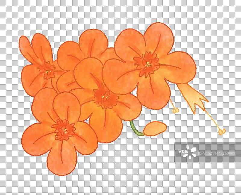 凌霄花手绘植物插画图片素材