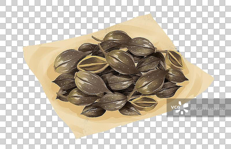 中国传统医药药材 连翘图片素材