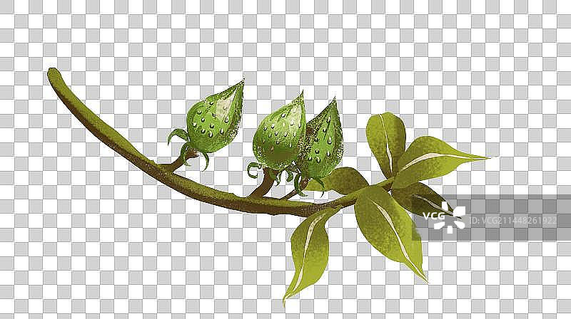 中国传统医药药材 连翘图片素材