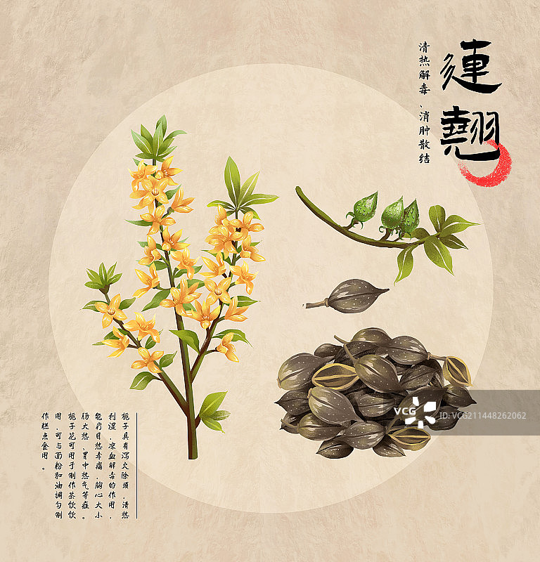 中国传统文化中草药药材之连翘图片素材