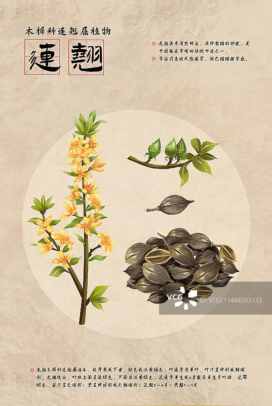 中国传统文化中草药药材之连翘图片素材