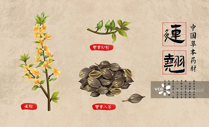 中国传统文化中草药药材之连翘图片素材