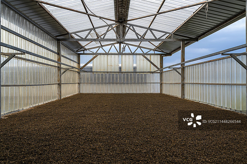 干燥红茶的过程图片素材