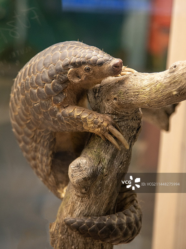 穿山甲标本图片素材