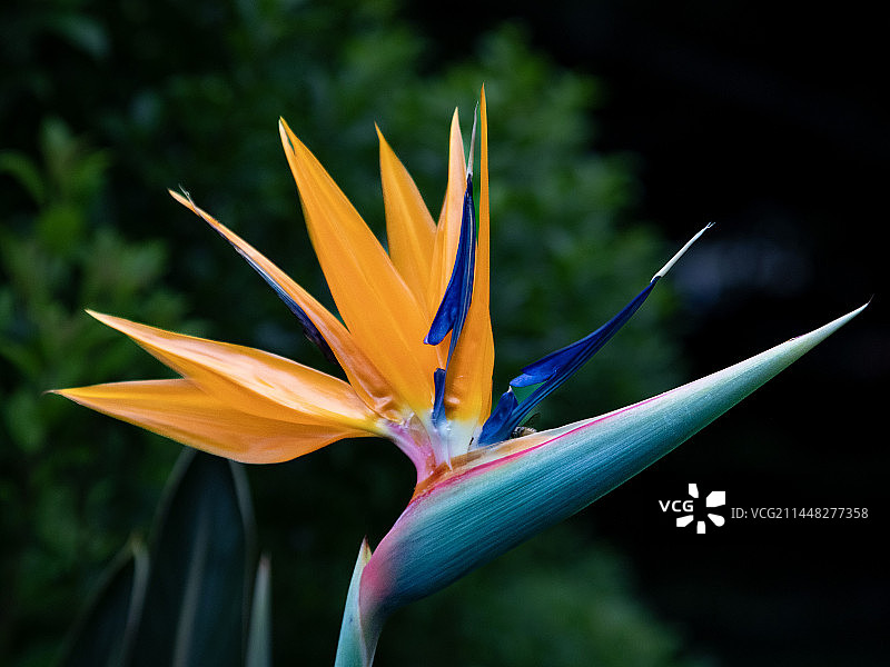 鹤望兰图片素材