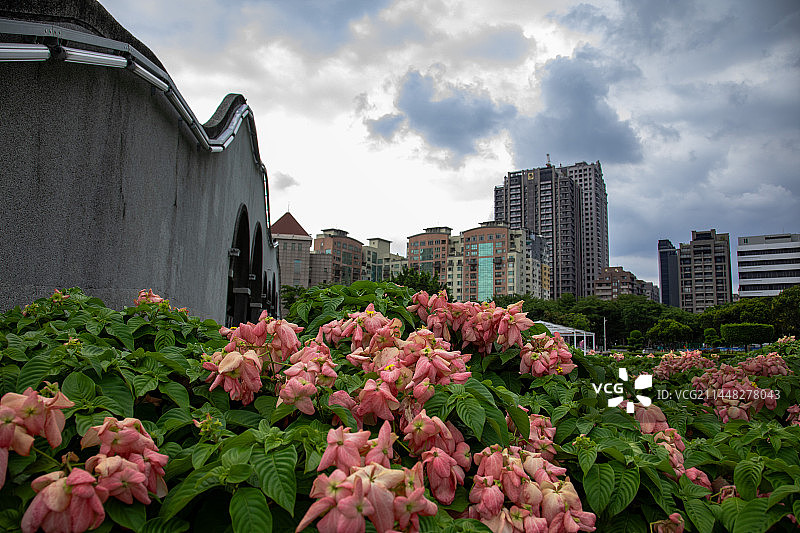 花与远处建筑图片素材