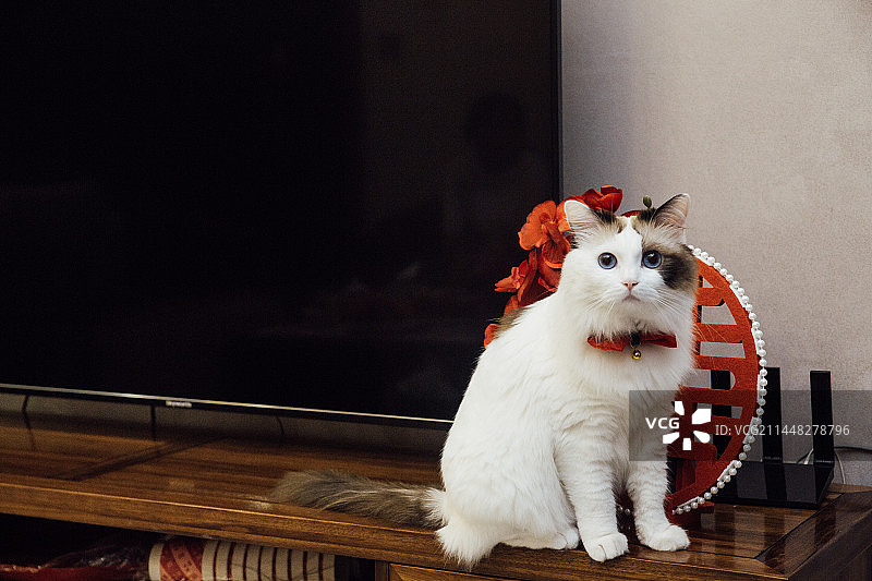 一只宠物猫图片素材