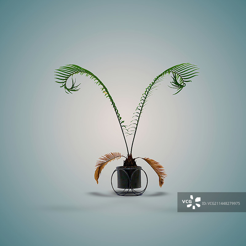 盆栽植物，对称，铁树图片素材