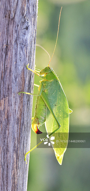 螽斯图片素材
