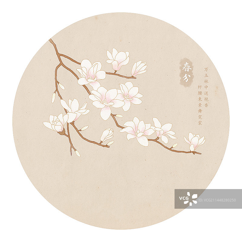 二十四节气春分玉兰花手绘植物插画图片素材