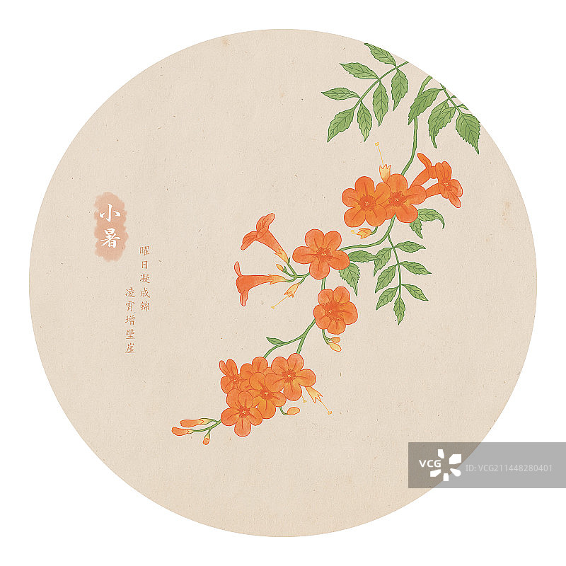 二十四节气小暑凌霄花手绘植物插画图片素材