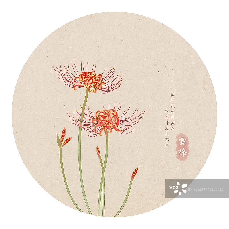 二十四节气霜降彼岸花手绘植物插画图片素材
