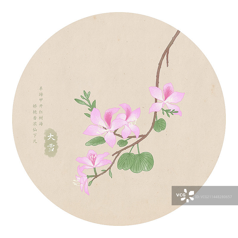 二十四节气大雪羊蹄甲花手绘植物插画图片素材