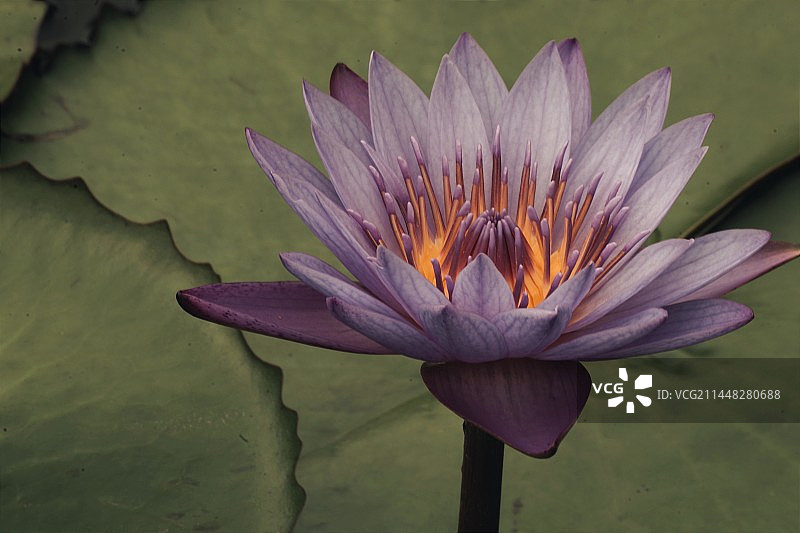 睡莲特写镜头图片素材