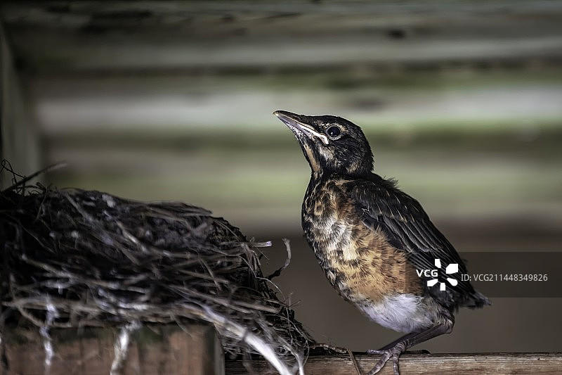 雏鸟图片素材