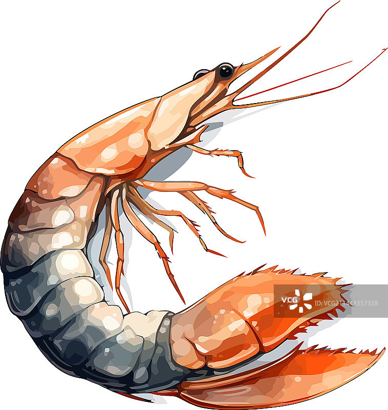 白色背景上的鲜虾鸡尾酒插画图片素材