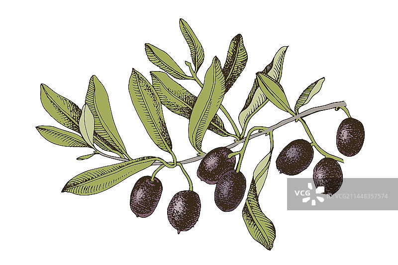 白色背景上的带黑色橄榄的橄榄枝图片素材