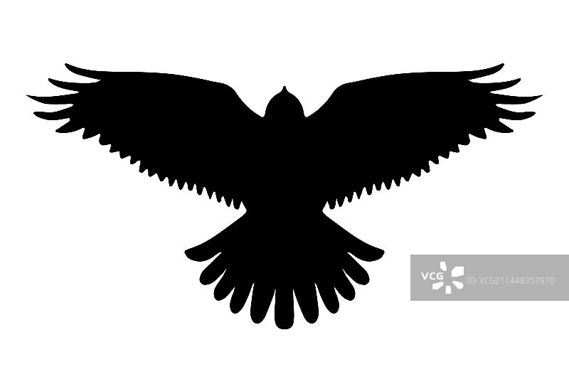 飞翔的猛禽轮廓剪影图片素材