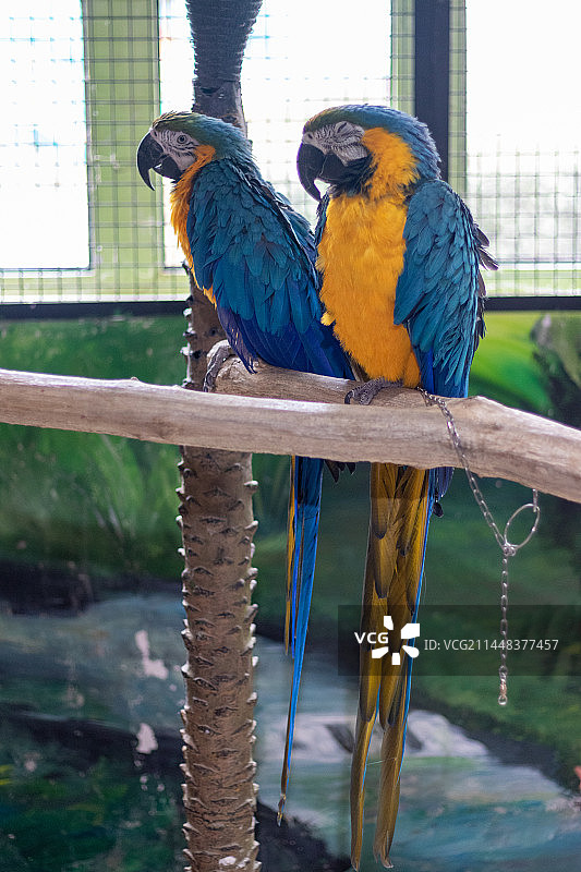 金刚鹦鹉栖息在木头上的特写镜头图片素材