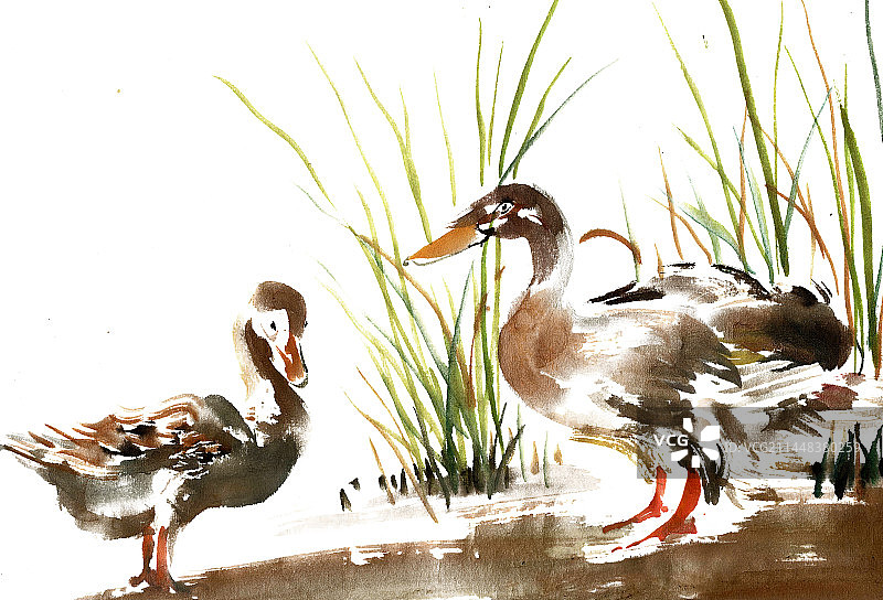 水田中的鸭子图片素材