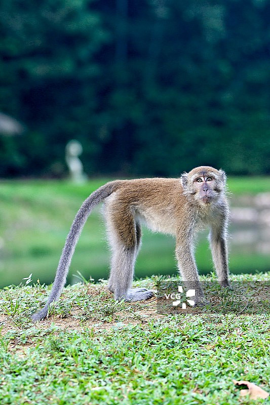优雅的长尾猴图片素材